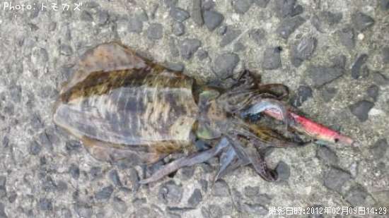 �����ꥤ��