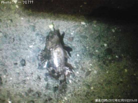 ���˥�������