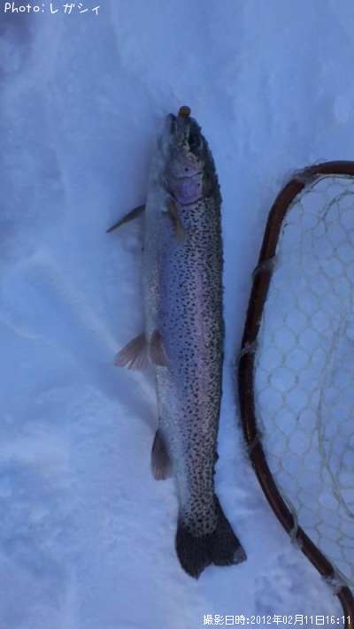 �쥤��ܡ��ȥ饦��