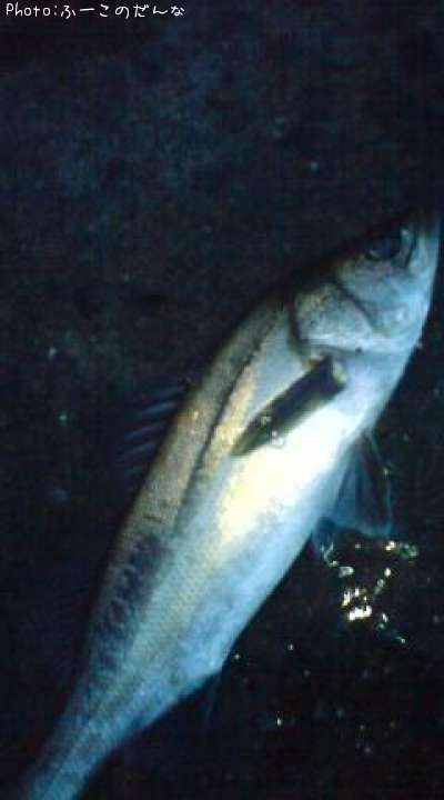 �����Х�