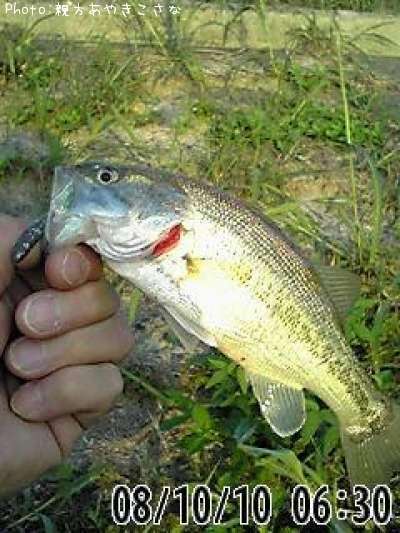 �֥�å��Х�