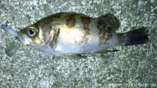 ������Х�