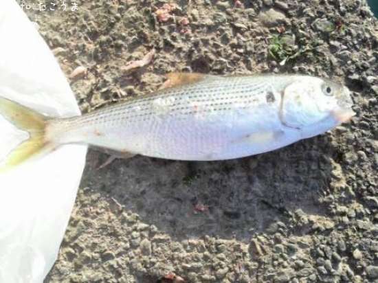 ���Υ���