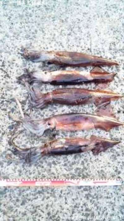 ����ᥤ��