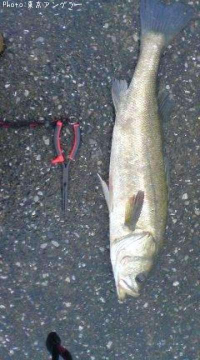 �����Х�