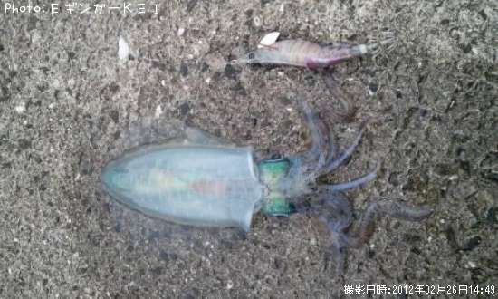 �����ꥤ��