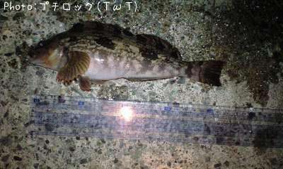 �����ʥ�