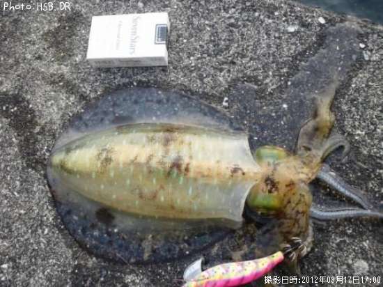 �����ꥤ��