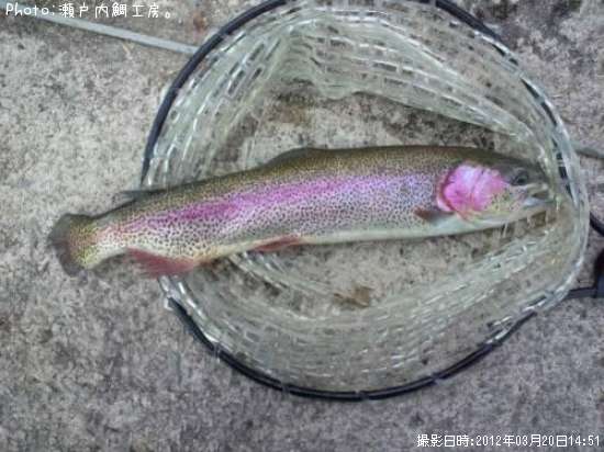 �쥤��ܡ��ȥ饦��