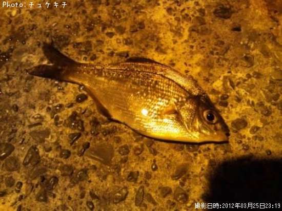 ���ߥ��ʥ�