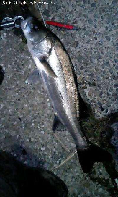 �����Х�