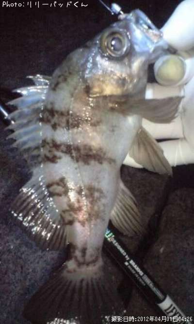 ��Х�����