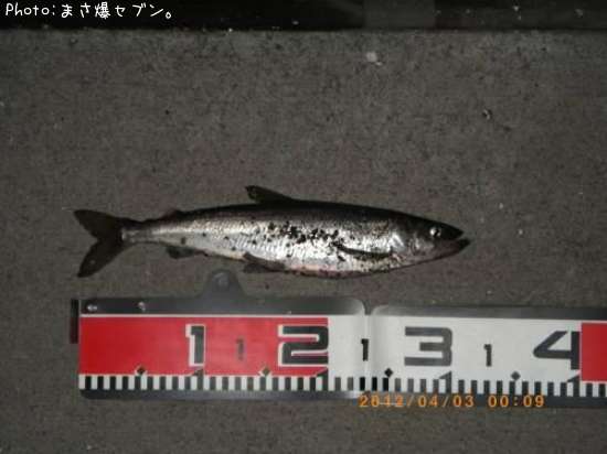 ���奦�ꥦ��