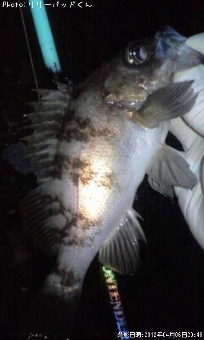 ��Х����