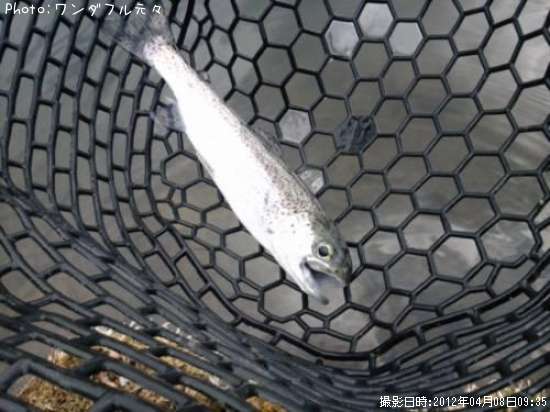 �쥤��ܡ��ȥ饦��