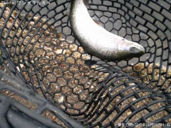 �쥤��ܡ��ȥ饦��