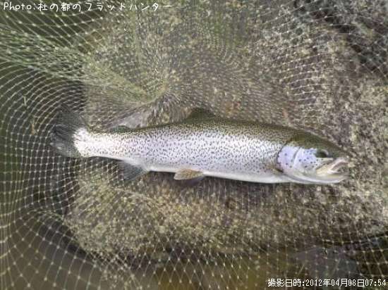 �쥤��ܡ��ȥ饦��