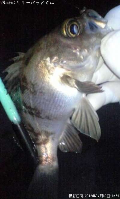 ��Х����