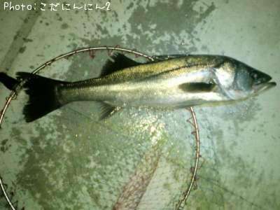 �����Х�