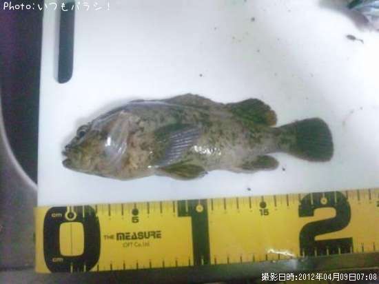 �����Υ���Х�