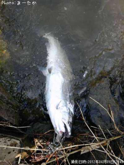 ������ޥ�