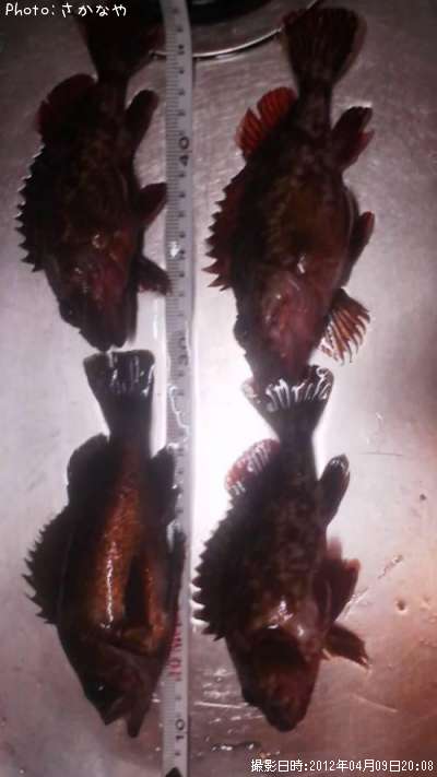 ��Х롡������