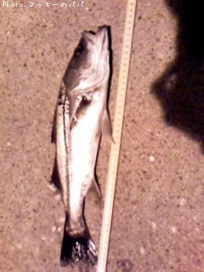 �����Х�