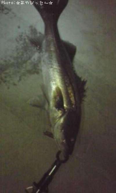 �����Х�