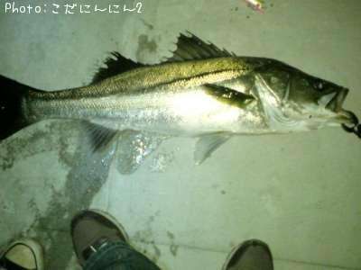 �����Х�