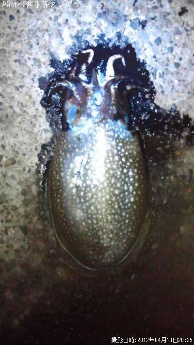 ����䥱����