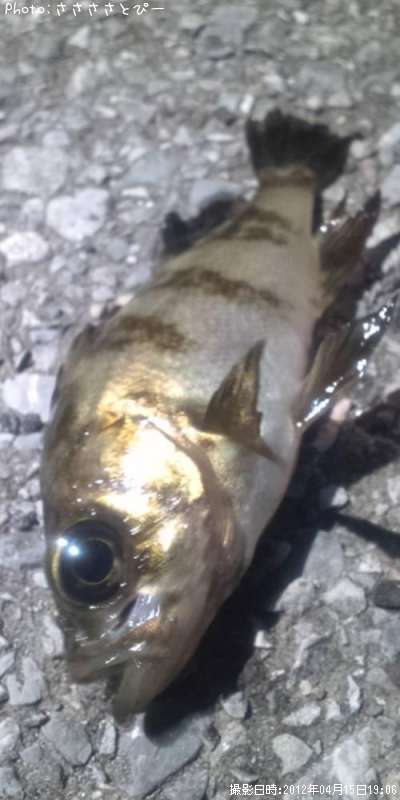 ���ꥢ��Х�