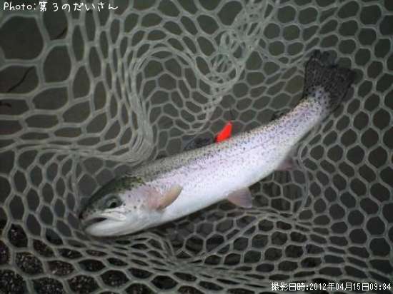 �쥤��ܡ��ȥ饦��