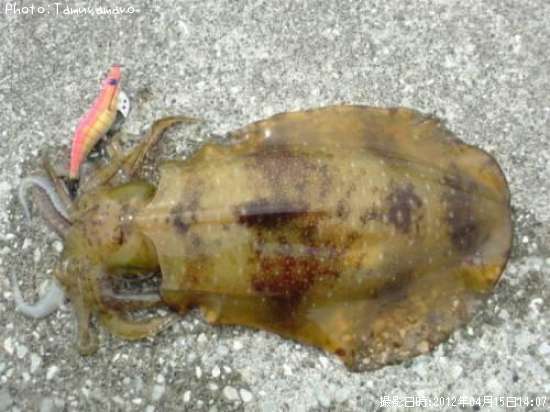 �����ꥤ��