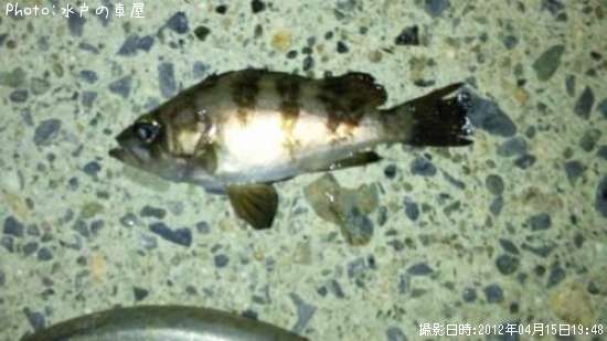 ������Х�