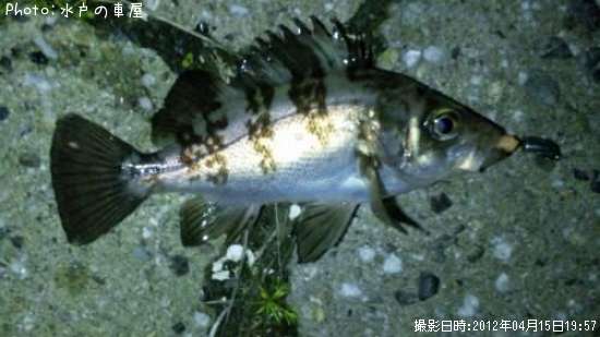 ������Х�