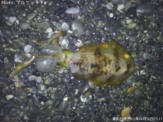 �����ꥤ��