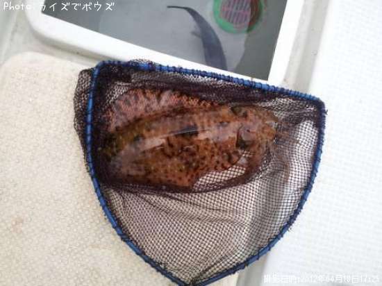 �����ꥤ��