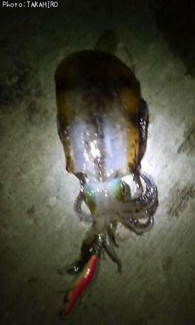 �����ꥤ��