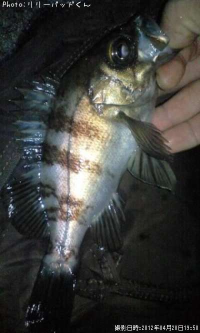 ��Х����