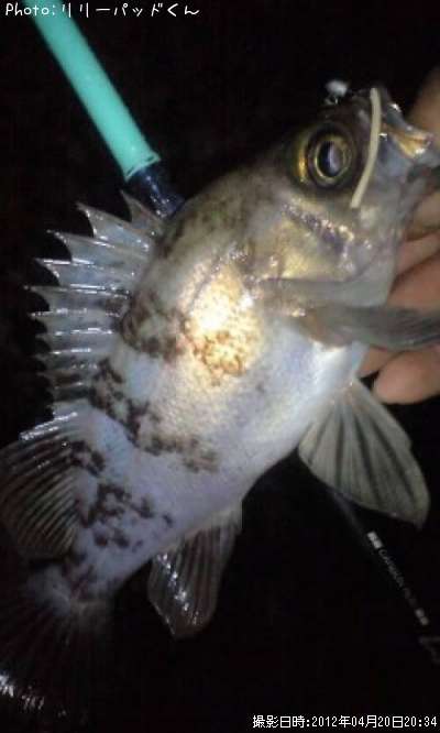 ��Х����