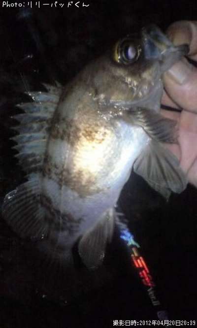 ��Х����