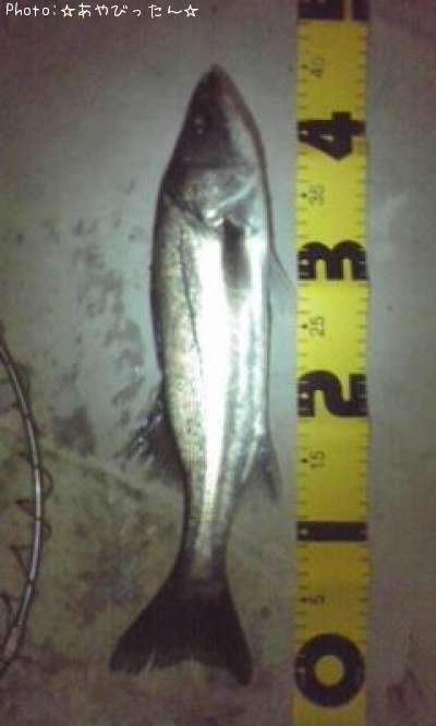 �����Х�