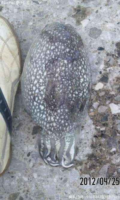 ����䥱����