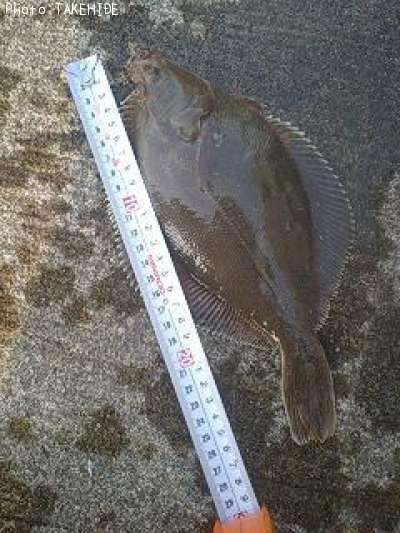 ���ʥ��쥤