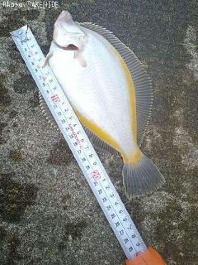 ���ʥ��쥤