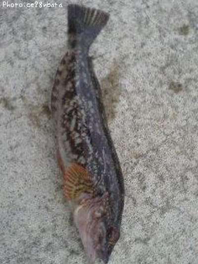 �����ʥ�