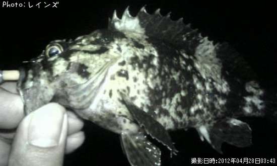 ��饽��