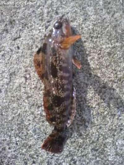 �����ʥ�