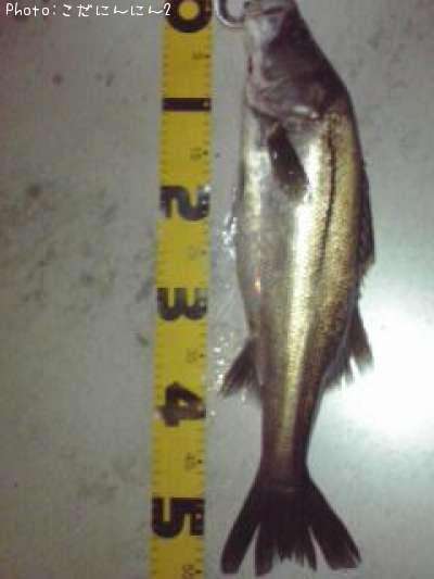 �����Х�