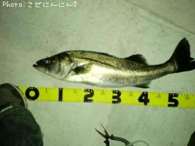 �����Х�